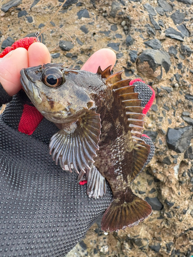 ムラソイの釣果