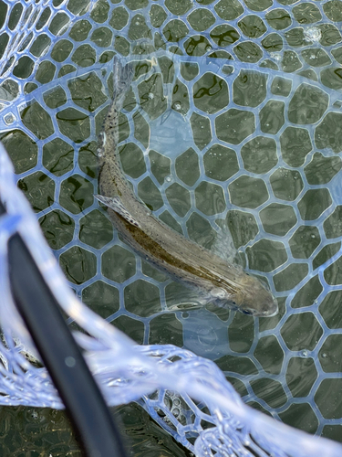 ニジマスの釣果