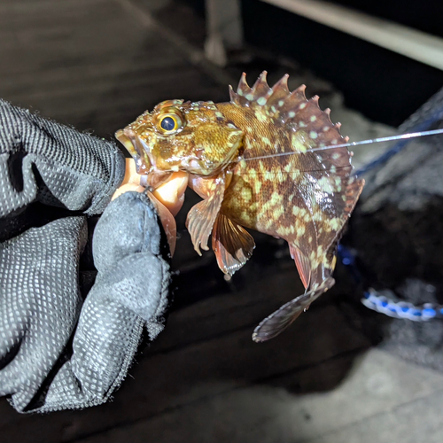 カサゴの釣果