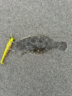 ソゲの釣果