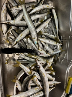 カマスの釣果