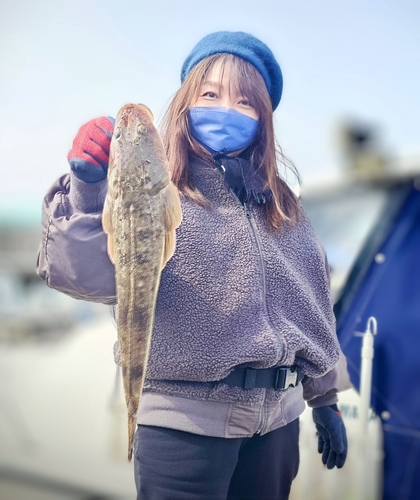 マゴチの釣果