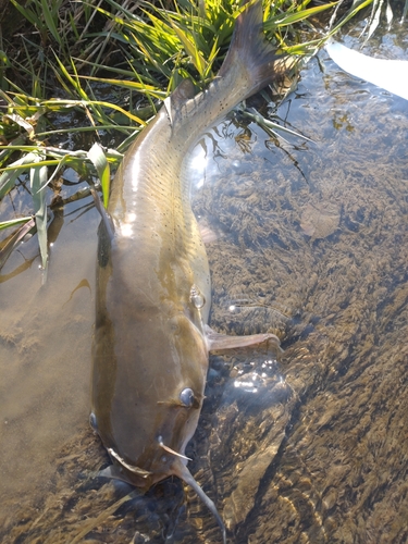 アメリカナマズの釣果