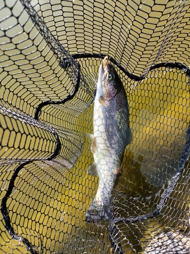 ニジマスの釣果