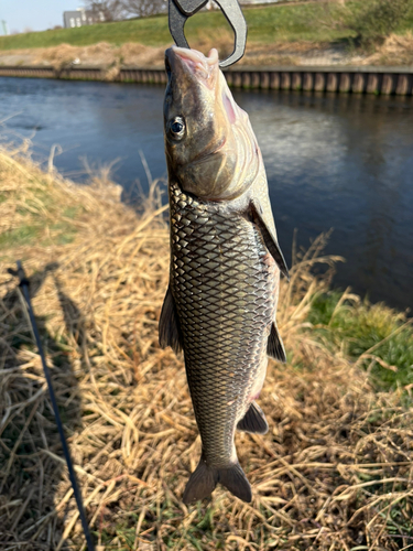 ニゴイの釣果