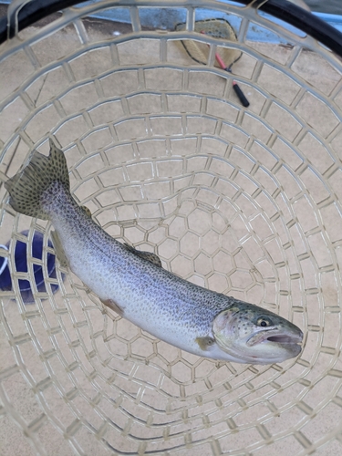 マハゼの釣果