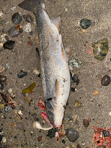 ウグイの釣果