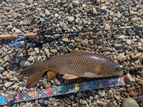 コイの釣果