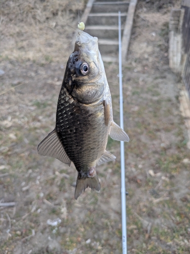 マブナの釣果