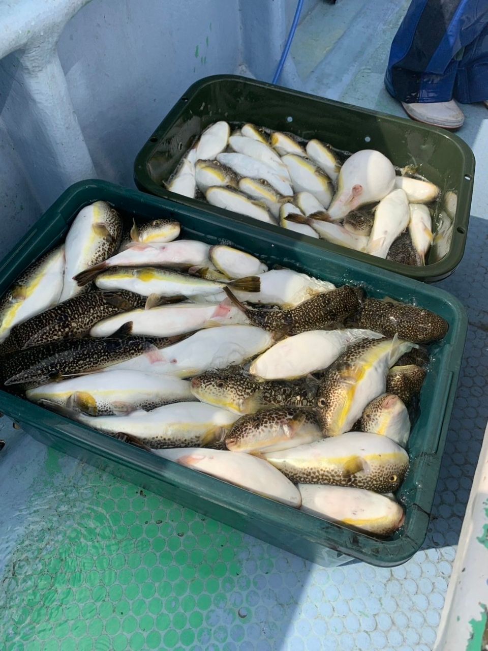 幸栄丸 釣果さんの釣果 3枚目の画像
