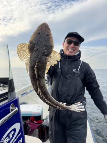 マゴチの釣果