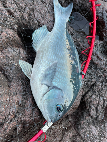 メジナの釣果