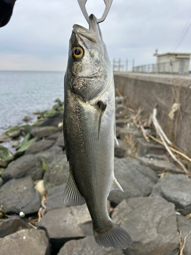 スズキの釣果