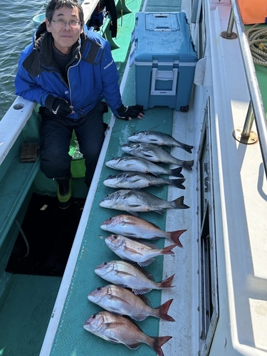 マダイの釣果