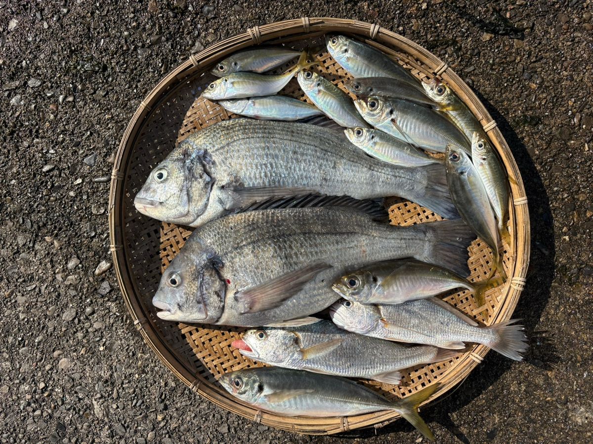 広島弁さんの釣果 1枚目の画像