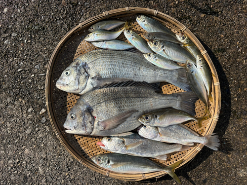 クロダイの釣果