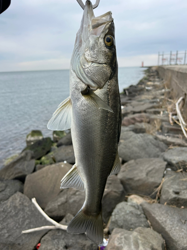 スズキの釣果