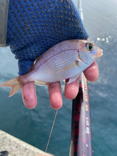 チダイの釣果