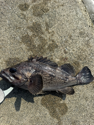 クロソイの釣果