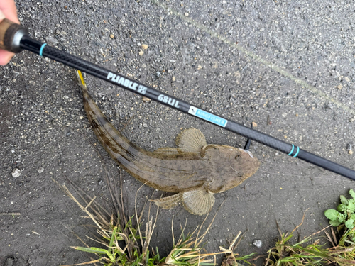 コチの釣果