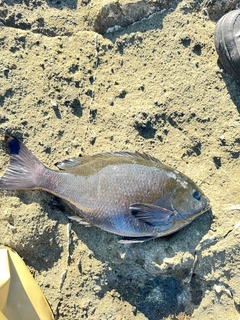 メジナの釣果