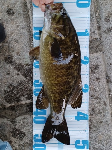 スモールマウスバスの釣果