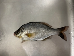 ウミタナゴの釣果