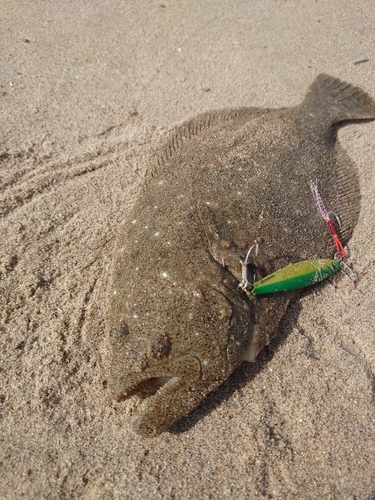 ヒラメの釣果