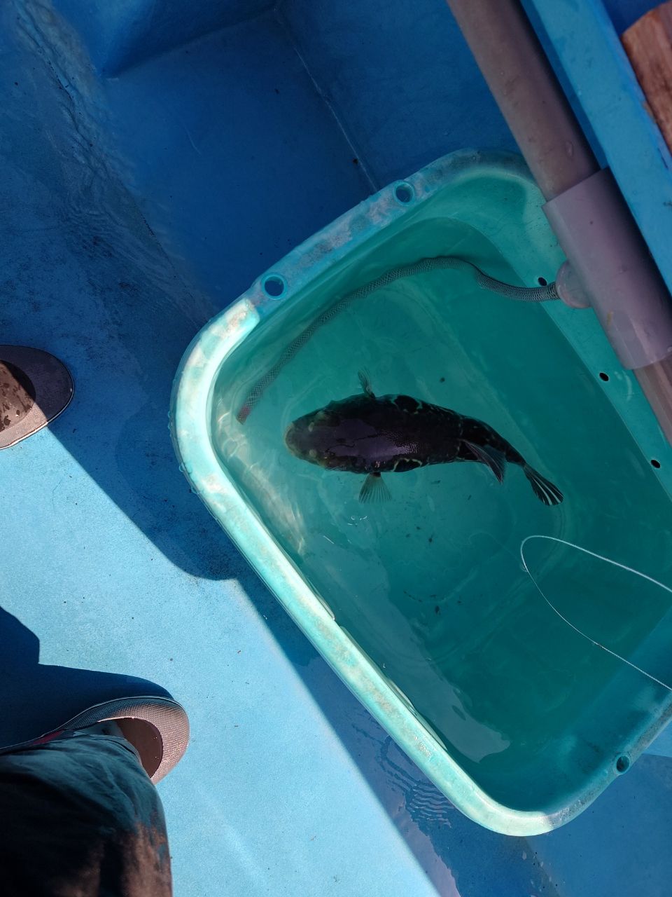 はくさい🎣🐟さんの釣果 2枚目の画像