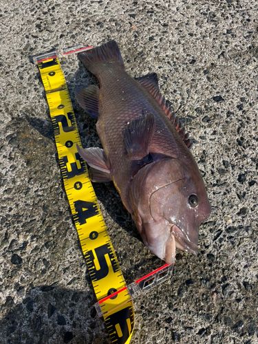 カンダイの釣果