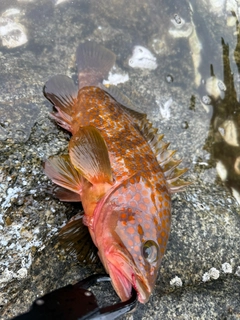 キジハタの釣果