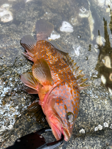 大隅海峡