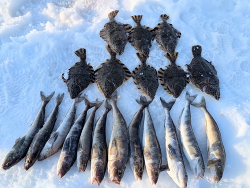 ホッケの釣果