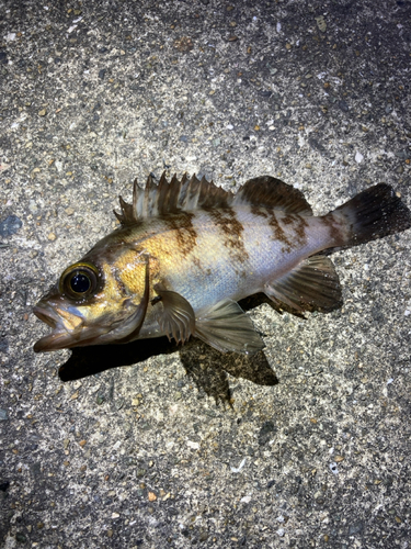 シロメバルの釣果