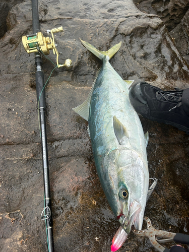 メジロの釣果