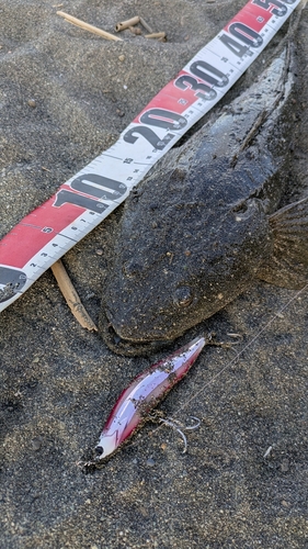 マゴチの釣果