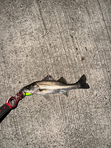 セイゴ（マルスズキ）の釣果