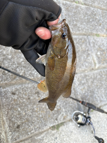 スモールマウスバスの釣果