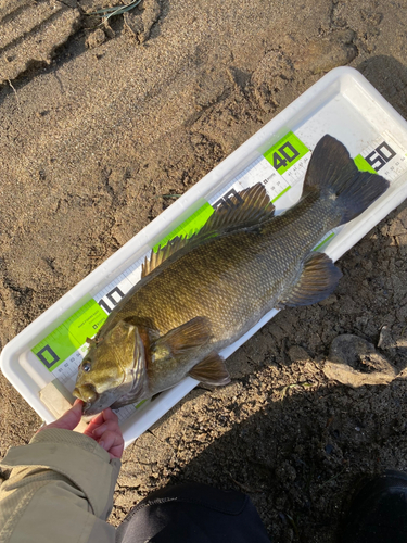 スモールマウスバスの釣果