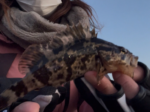 タケノコメバルの釣果