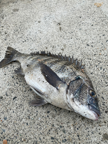 チヌの釣果