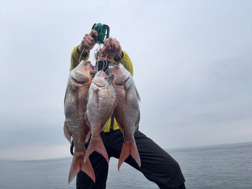 マダイの釣果