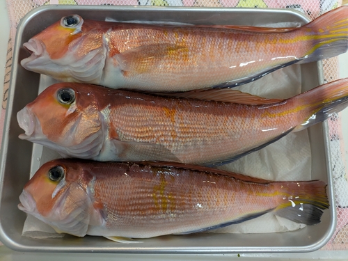 アマダイの釣果