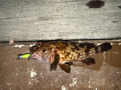 カサゴの釣果