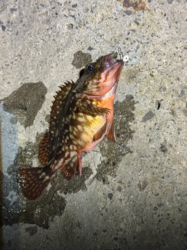 カサゴの釣果