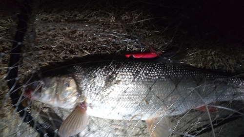 ウグイの釣果