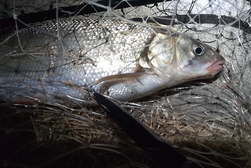 ウグイの釣果