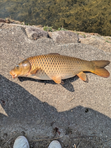 コイの釣果