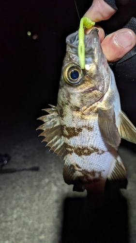 メバルの釣果