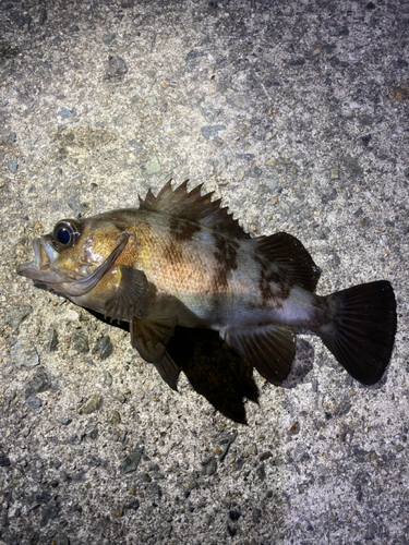 シロメバルの釣果